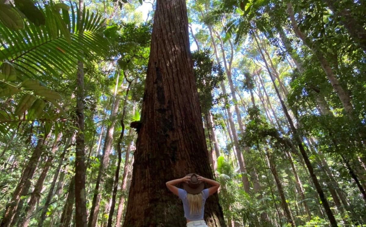 Fraser Island Tours - women looking up a tall tree