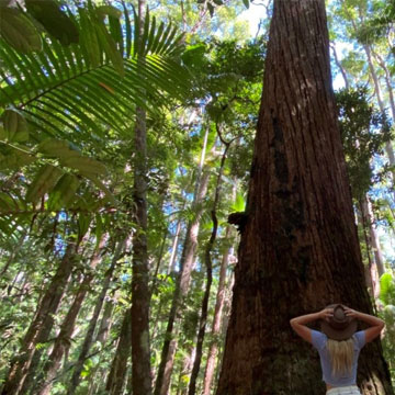 Fraser Island